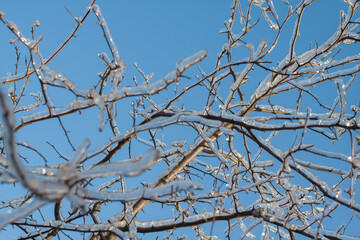Branches covered with ice and snow background