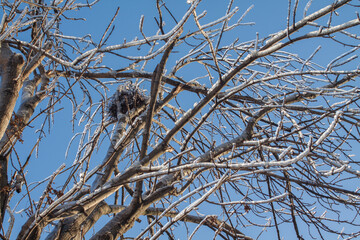 Branches covered with ice and snow background