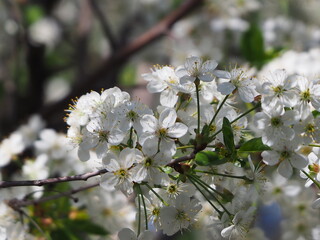  gardens bloom in spring