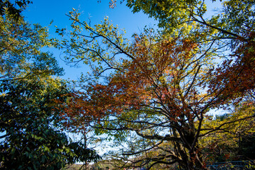 Beautiful landscape of Tianmen mountain national park, Hunan province, Zhangjiajie, China