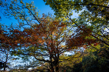 Beautiful landscape of Tianmen mountain national park, Hunan province, Zhangjiajie, China