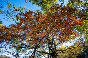 Golden leafs on blue sky at autumn forest