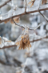 Icebound ash tree seeds on the branch after the cyclone