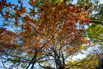 Golden leafs on blue sky at autumn forest