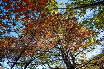 Golden leafs on blue sky at autumn forest