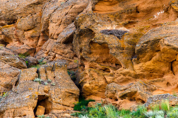 Sandstone sheer cliff face with eagles nest