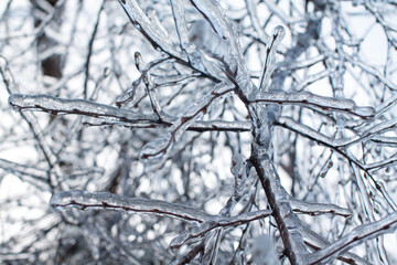 Branches covered with ice and snow background