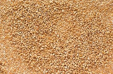 Dry organic wheat seed background