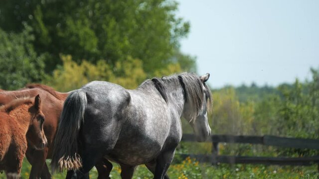 Dapple-grey horse walks past animals along green pastureland