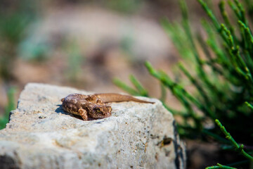 Close up cute small Even-fingered gecko genus Alsophylax on ground