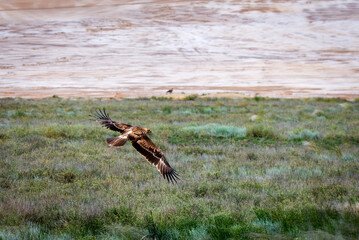 Flight of Steppe eagle or Aquila nipalensis above the ground