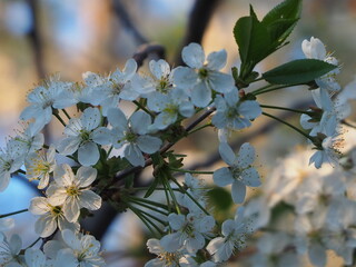  gardens bloom in spring