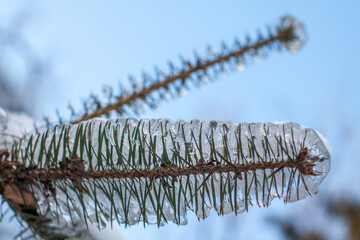 icebound fir tree close-up