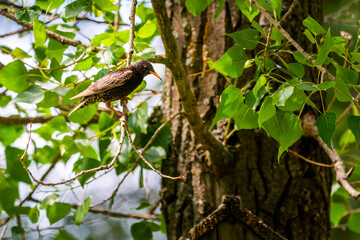 European starling on the branch