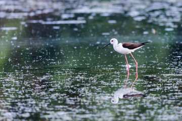 Black-winged Stilt feeding at eye level in natural pond