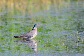 Wild Wood pigeon or Columba palumbus in water of pond