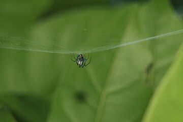 increible arana en su telarana desde varios angulos con fondo borroso 