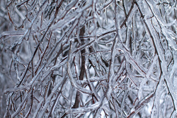 Branches covered with ice and snow background