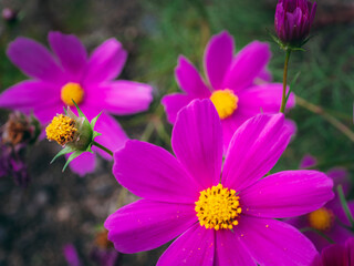 Cosmos was blooming in the backyard of my workplace.
