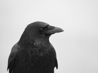 Crow in the fog