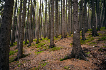 Numbered trunks of spruce trees in the forest.