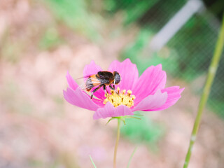 Cosmos was blooming in the backyard of my workplace.
