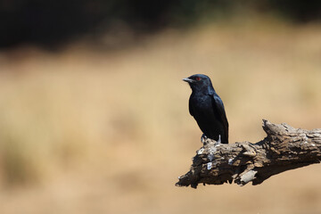 Glanzdrongoschnäpper / Southern black flycatcher / Melaenornis pammelaina