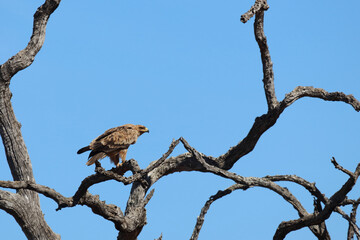 Wahlbergsadler / Wahlberg's  Eagle / Aquila wahlbergi