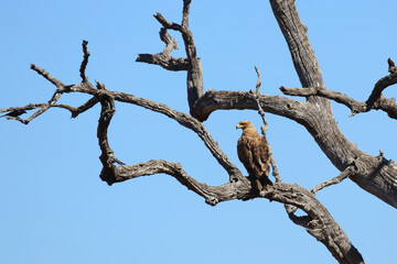Wahlbergsadler / Wahlberg's  Eagle / Aquila wahlbergi