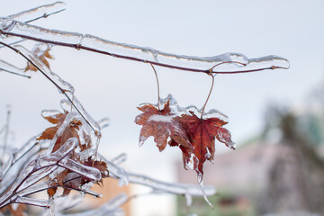 Icebound maple dry leaves