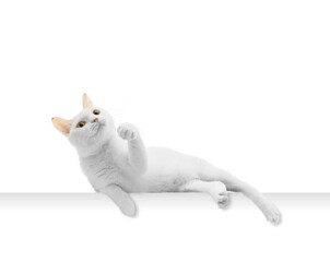 可愛く寝転がる白猫のポートレート 白背景