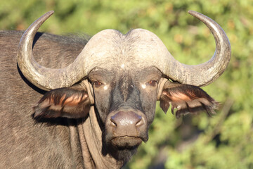 Kaffernbüffel / Buffalo / Syncerus caffer