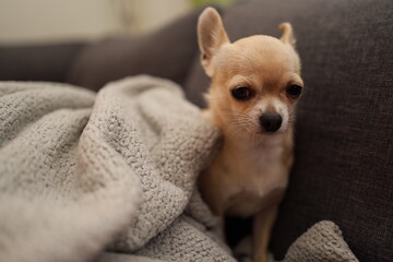 Closeup portrait of small funny beige mini chihuahua dog, puppy, blurred background