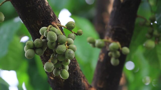 Bunch of raw Lansium parasiticum on the branch. Commonly known as Langsat or Lanzones or Longkong in English, Duku in Indonesian on its branch