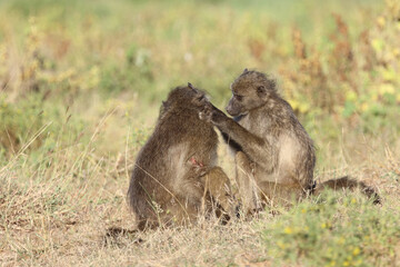 Bärenpavian / Chacma baboon / Papio ursinus.