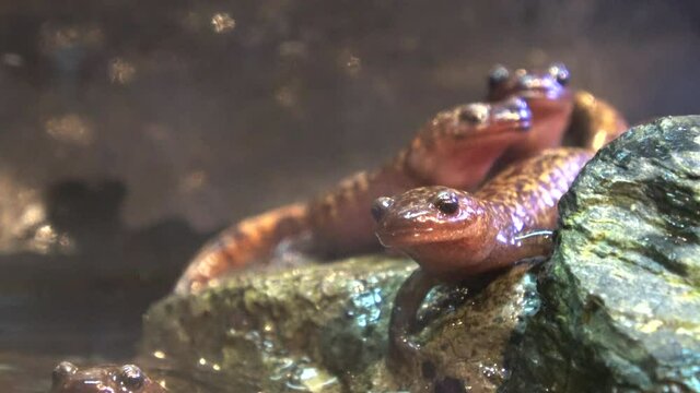 オキサンショウウオ 隠岐山椒魚 サンショウウオ クローズアップ 4K  絶滅危惧種