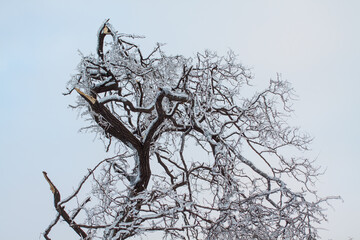 An icebound tree against the blue sky