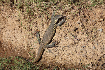Nilwaran / Nile monitor / Varanus niloticus