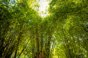 Fototapeta na wymiar Beautiful bamboo forest