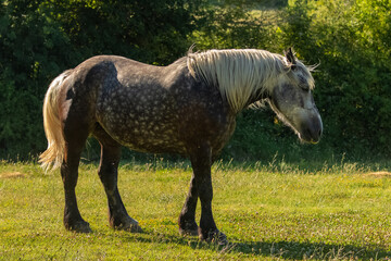 A thoroughbred dappled horse standing in a field in Provence
