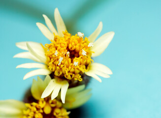 Macro shot of a yellow flower