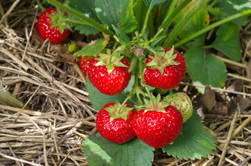 Ripe strawberries grow in the garden bed