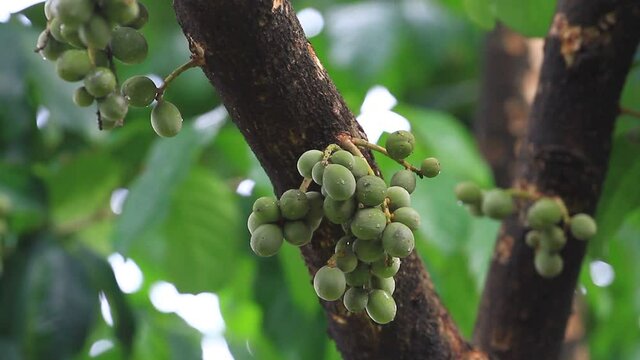 Bunch of raw Lansium parasiticum on the branch. Commonly known as Langsat or Lanzones or Longkong in English, Duku in Indonesian on its branch