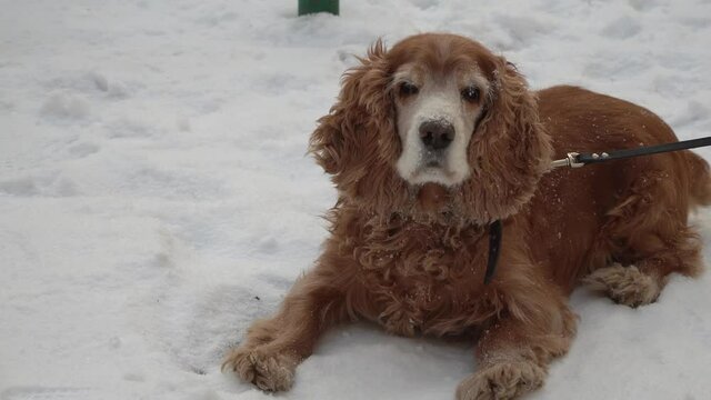 red Cocker Spaniel lying on the white snow. a dog in a winter Park.