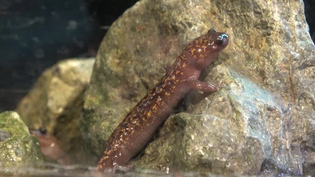 オキサンショウウオ 隠岐山椒魚 サンショウウオ 4K クローズアップ  絶滅危惧種