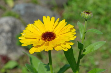 Calendula officinalis flower close up