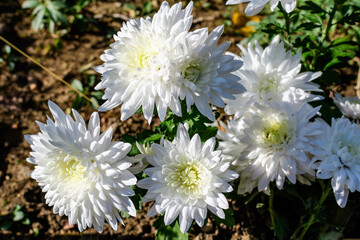 Fototapeta premium Many delicate white Chrysanthemum x morifolium flowers in a garden in a sunny autumn day, beautiful colorful outdoor background photographed with soft focus.