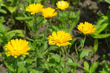Blooming calendula, or marigold (Lat. Calendula officinalis) in the summer garden