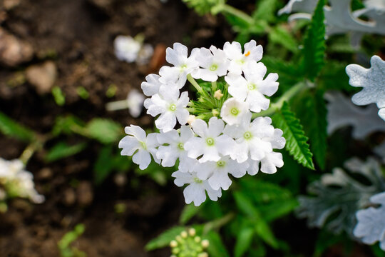 Many delicate fresh white flowers of Verbena Hybrida Nana Compacta plant, in a sunny summer garden, top view of beautiful outdoor floral background photographed with soft focus.