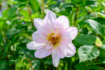 One beautiful large white dahlia flower in full bloom on blurred green background, photographed with soft focus in a garden in a sunny summer day